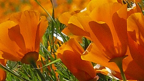 California poppies in bloom &ndash; mobile medical clinics available in California