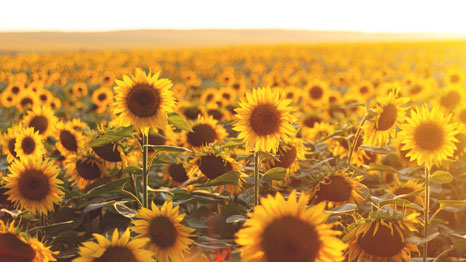 Sunflower fields, Kansas &ndash; mobile medical clinics available in Kansas
